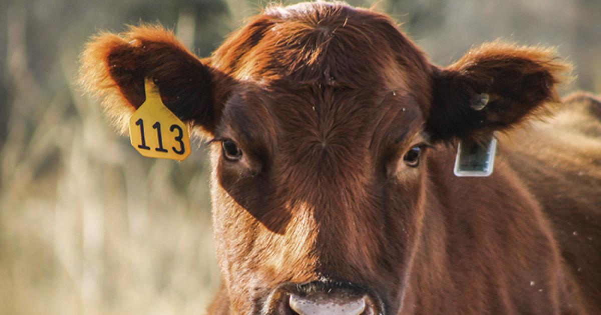 701x Smart Ear Tags For Ranchers